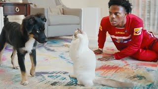 iShowSpeed New Cat Meets His Dog bad idea [upl. by Hanover]