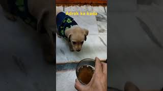 Labrador 🐕 Peeta h kada [upl. by Undis752]