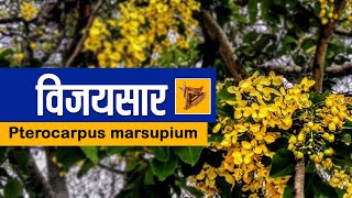 विजयसार। Pterocarpus Marsupium । जानिए विजयसार। का महत्व [upl. by Tailor97]