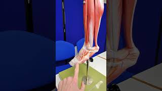 Achilles tendon anatomy [upl. by Nager]