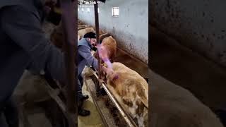 Veterinarian Performs Trocarization on Cow to Relieve Bloat [upl. by Merideth]