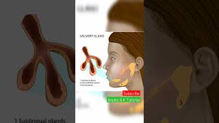 Digestive glands  Human Physiology biologynotes biologydiagrams biologyclass12 biologyclass [upl. by Ader]