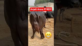 Kacha Badam wali Buffalo Super Duper kachabadam anjaliarora farming [upl. by Pinchas]