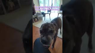 Cutest Dog Noises Ever My Dog’s Hilarious Reaction When I Get Home 🐶😂 dog dogshorts [upl. by Jotham]