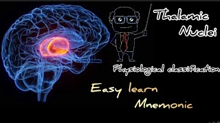 Thalamic nuclei physiological classification easy learn with mnemonic [upl. by Llewej]