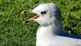 RingBilled Gull In Distress HQ HD [upl. by Eradis474]