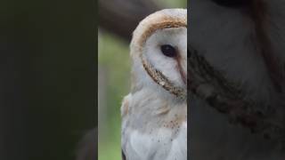 Owl Superpowers Night Vision Silent Flight amp Super Hearing🦉wildlife shorts animalbehavior [upl. by Eissej]