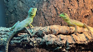 Los nuevos reptiles del canal basilisco verde Basiliscus plumifrons [upl. by Aldon886]