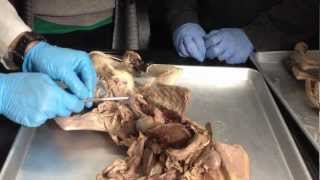 Anatomy of Cats Digestive system  Urinary system [upl. by Torres]