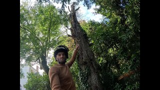 Abattage de 2 marronniers  enfin seuls les troncs restent arborist jardin treelife arbre [upl. by Auginahs]