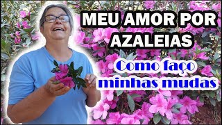 AZALEIA  Como fazer mudas [upl. by Eynaffit479]