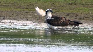 Rutland Ospreys [upl. by Notserc]