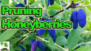 How to Prune Honeyberries For A Huge Harvest [upl. by Steffy942]