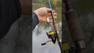 fishing spinningrod carp spin carpfishing spining fish sping chubfishing nature pesca [upl. by Mohandis]