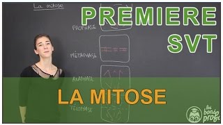 La mitose  SVT  1ère  Les Bons Profs [upl. by Digirb]