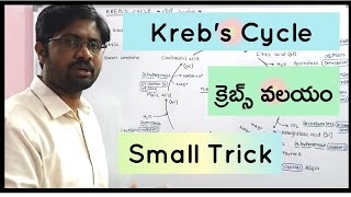 Krebs Cycle  క్రెబ్స్ వలయం  Inter second year Botany most important 8 Marks Question [upl. by Anyahc]