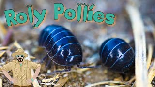 Roly Poly Video For Kids  Backyard Adventures [upl. by Ralat]