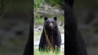 Kara ayıUrsus AmericanusBlack Hear animals bear reels [upl. by Micky]