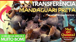 TRANSFERÊNCIA DE MANDAGUARI PRETA SCAPTOTRIGONA POSTICA 🍯🐝  ASF [upl. by Aztin]