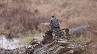 Coopers or Sharpshinned hawk [upl. by Lemert]