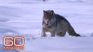 Wapiti wolves interacting with each other in Yellowstone [upl. by Norrat]