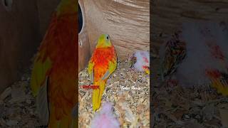 turquoisine Birds chicks viral ytshorts [upl. by Seluj]