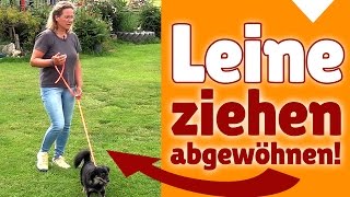 ►► Leine ziehen ✔ Kleinen Hunden das Leine Ziehen abgewöhnen ✔✔ [upl. by Waldemar]