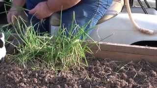 Transplanting Onions  February 2015 [upl. by Cheston]