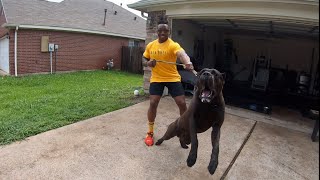 Massive Intense 1 Yr Old Cane Corso Lunges At Careless Breeder  Manstopper House Visit [upl. by Caton]