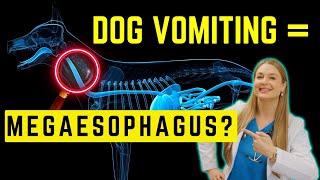 Megaesophagous in Dogs Simply Explained  Survival time [upl. by Weidar]