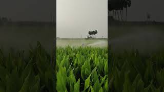 Fungicide application Agrimate sprayer agriculture video turmeric farming shorts [upl. by Leterg399]