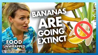 Bananas are going EXTINCT 🍌 [upl. by Akerehs]