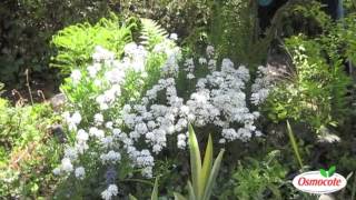 Garden Tip Prune Candytuft To Keep It Blooming All Summer Long [upl. by Heida]