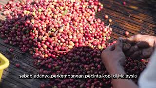 INVESTASI PERMATA HITAM BENGKULU DARI BENCOOLEN COFFEE SAMPAI MALAYSIAquot [upl. by Lairbag438]