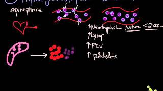 physiologic neutrophilia [upl. by Tyler885]