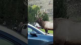 Bull Elk bugling in the rut at Mammoth in Yellowstone Volume ⬆️ bullelk [upl. by Tamberg]