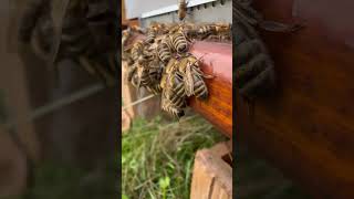 Close up honeybees 🐝 honeybee beekeeping wildlife naturevideo naturelovers natgeo [upl. by Grimbly145]