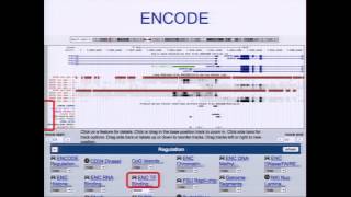 Visualizing ENCODE Data in the UCSC Browser  Pauline Fujita [upl. by Mose]