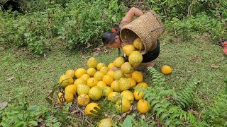 Start Growing Sweet Potatoes for Roots and Cooking Daily Live Pig Feed [upl. by Gairc259]