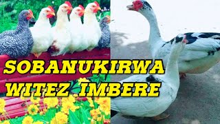 ZIGIRA AMAFARANGA MESHI MENYA BYISHI KUBWOROZI BWIMBATA [upl. by Sacksen321]