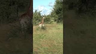 Juvenile Giraffe Running 4k african animals [upl. by Brien]