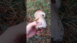 boletus funghi porcini seta cogumelo mushroom ciuperci pilze [upl. by Yras]