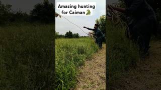 amazing hunting for Caiman🐊villagelife youtubeshorts [upl. by Guibert]