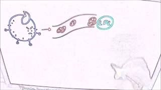 metabolismo de lipoproteínas  didáctico [upl. by Nossaj]