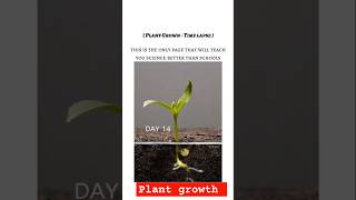 Plant growth time lapse from germination to Adult plant viralshorts viral science shorts bmw [upl. by Drofdeb]