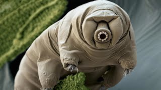 Phylum Tardigrada Water Bears and Moss Piglets [upl. by Llemert382]