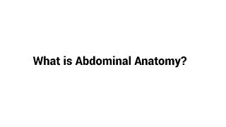 What is Abdominal Anatomy [upl. by Alten60]