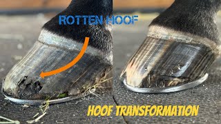 Rotten Hoof Restoration Transformation Super Satisfying [upl. by Syah]