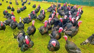 Turkeys Gobbling  Funny Turkey Gobble Videos [upl. by Kcirnek]