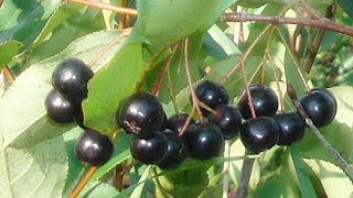 Food Forest Plants  Aronia Berry Aronia Melanocarpa Viking [upl. by Hyatt639]